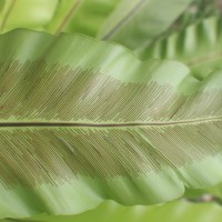 Asplenium nidoides  Fraser-Jenk. & Kandel